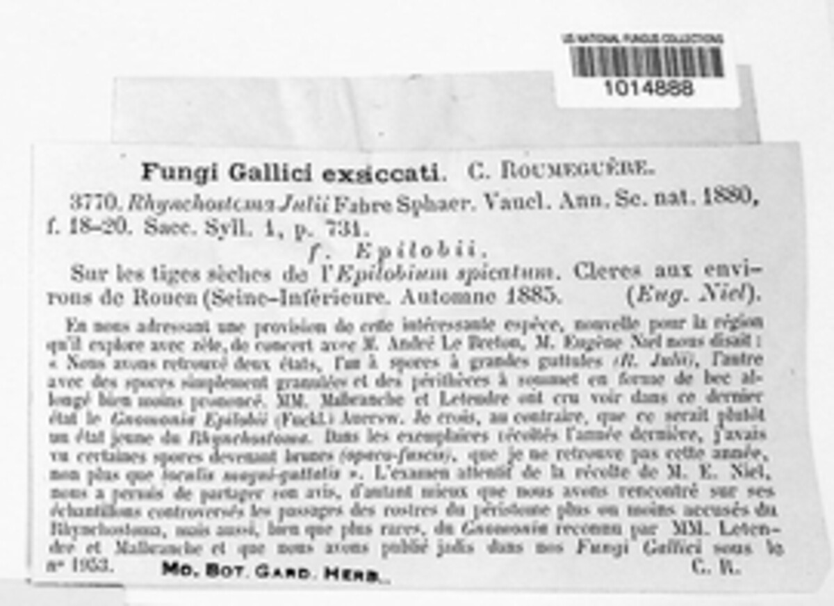 Rhynchostoma julii image